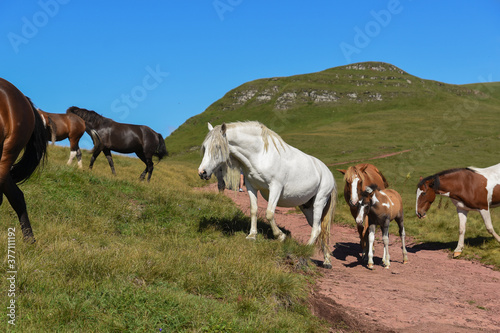 Semi-wild horses on Stara Planina Old mountain . Horses on mountain.  Old mountain in Eastern Serbia.