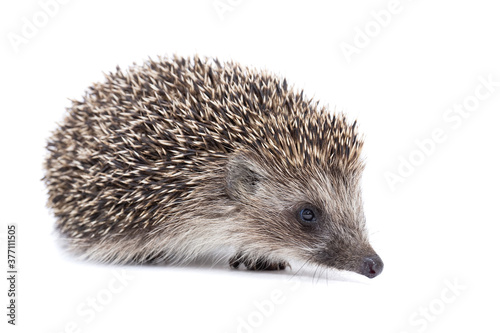 Hedgehog isolate on white background.