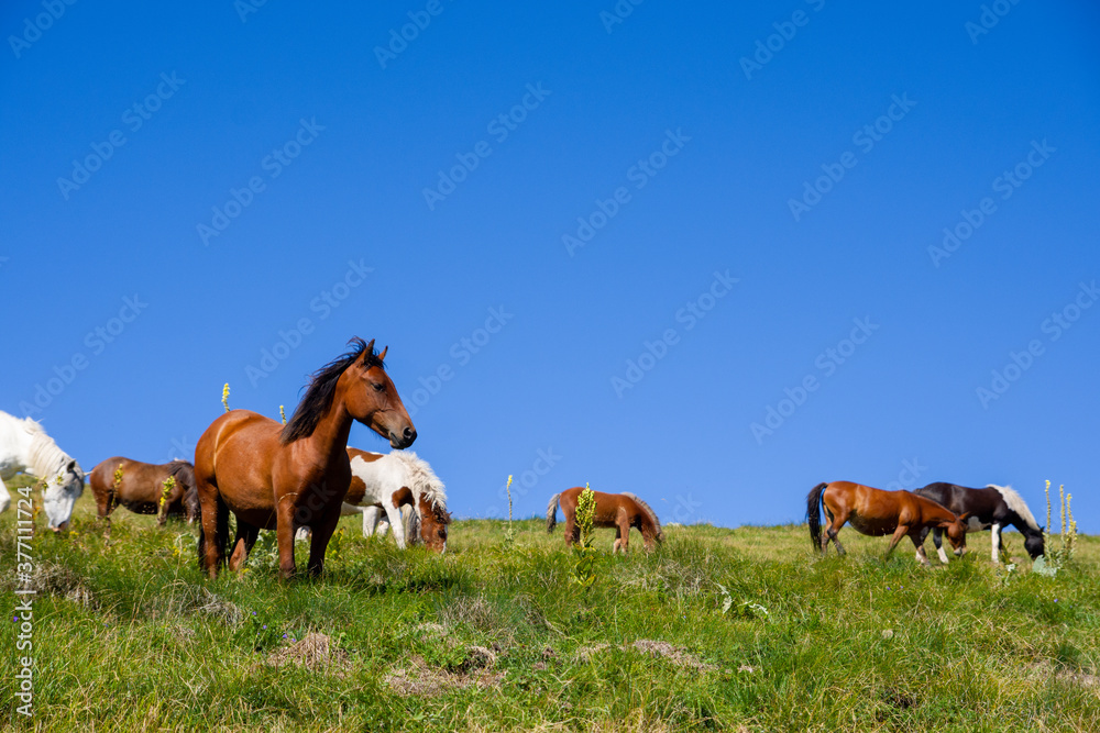 Semi-wild horses on Stara Planina(Old mountain). Horses on mountain. Old mountain in Eastern Serbia. Semi-wild horses on Stara Planina(Old mountain). Horses on mountain. Old mountain in Eastern Serbia.