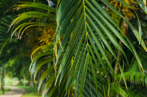 Beautiful Palm tree leaves close up in tropical garden. Exotic Palms Beach Resort Grounds.
