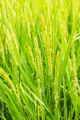 稲の花 稲 イネ お米の花