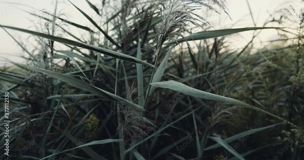 Deeply in the field, view of cereals and grass, dark green color background. Close up of plants at the rural road. Deeply in the field, view of cereals and grass, dark green color background. Close up of plants at the rural road.