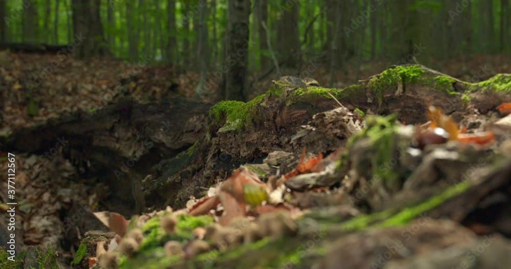 Eastern chipmunk in forest Eastern chipmunk in forest