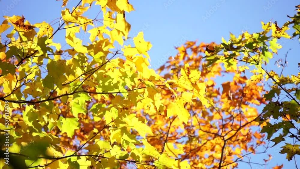 Colorful autumn foliage against blue sky background.