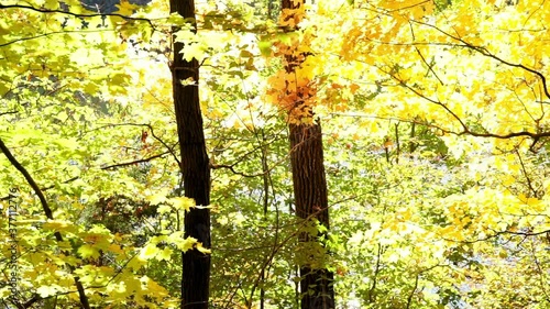 Glistening water scintillates behind two slender tree trunks and golden foliage. photo