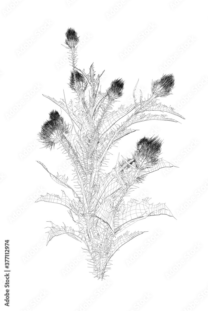 Fototapeta premium Wireframe of flowers with sharp leaves from black lines isolated on white background. 3D. Vector illustration
