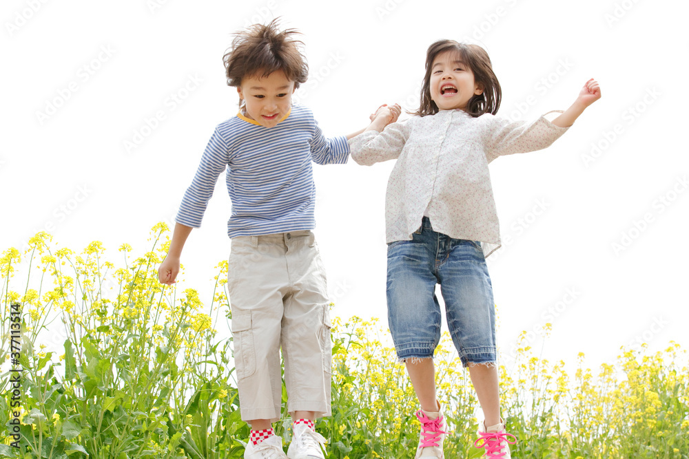 Fototapeta premium 菜の花畑で手を繋ぐ子供