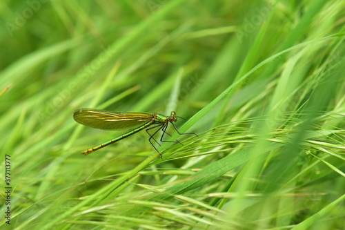Weibliche Prachtlibelle auf Grashalm