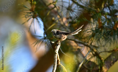 Junge Schwanzmeise auf Kiefer