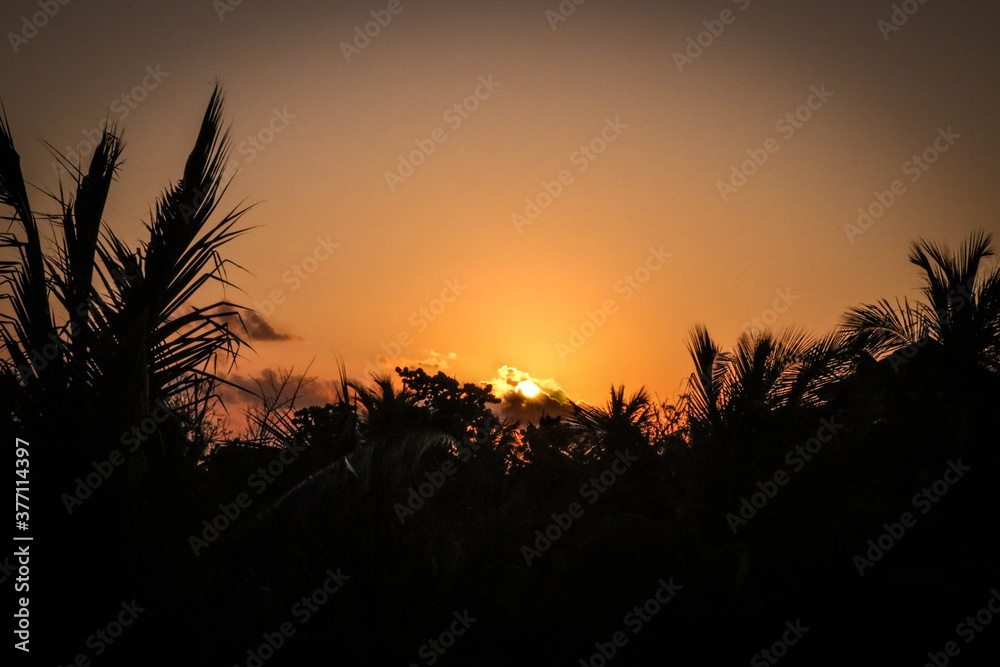 Obraz premium wheat field at sunset