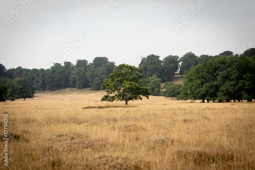 oak tree in dry grass