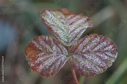 Leaves covered with frost in the Guara mountains. Huesca. Aragon. Spain.