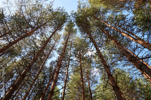 Summer green pine forest with high trees in a sunny day