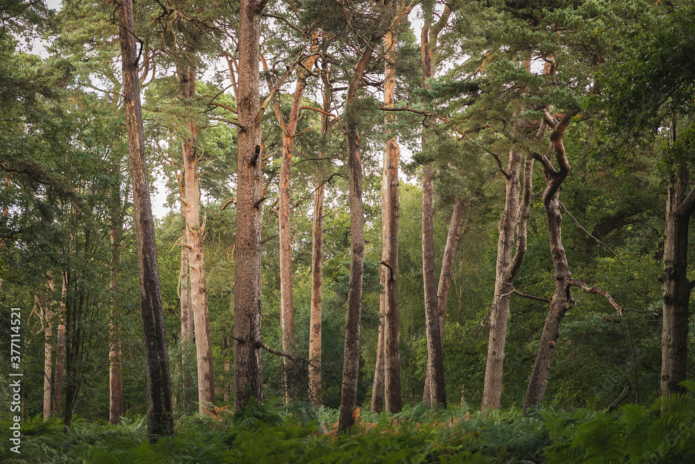 Fototapeta premium pine tree woodland