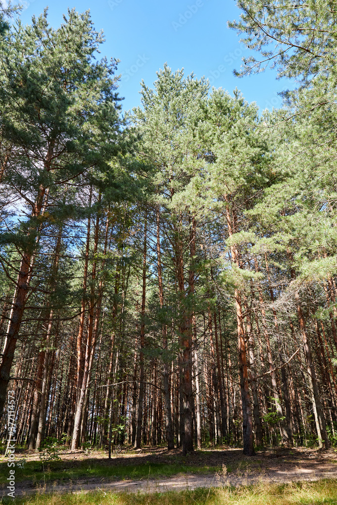 Summer green pine forest with high trees in a sunny day Summer green pine forest with high trees in a sunny day
