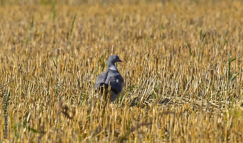 Ringeltaube auf dem Stoppelfeld