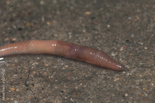 Earthworm. Huesca. Aragon. Spain.