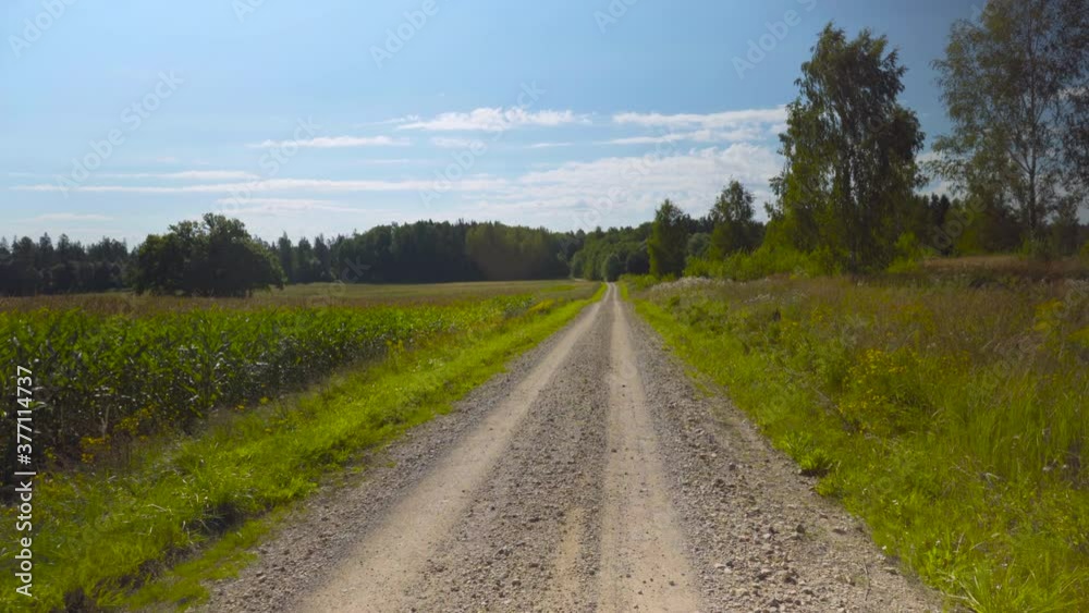 Walking along the road among fields and forests in summer Walking along the road among fields and forests in summer