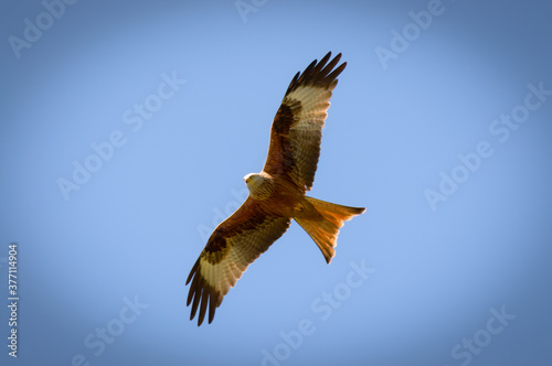 Red Kite over Harewood, Yorshire. photo