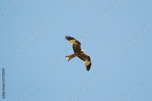 Red Kite over Harewood  Yorshire.