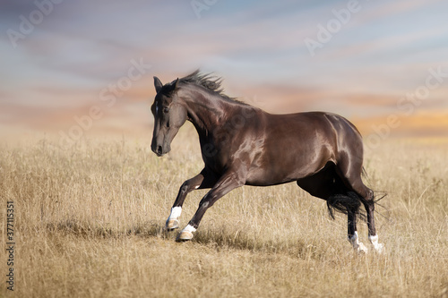 Fototapeta Naklejka Na Ścianę i Meble -  Black stallion run fun in autumn field