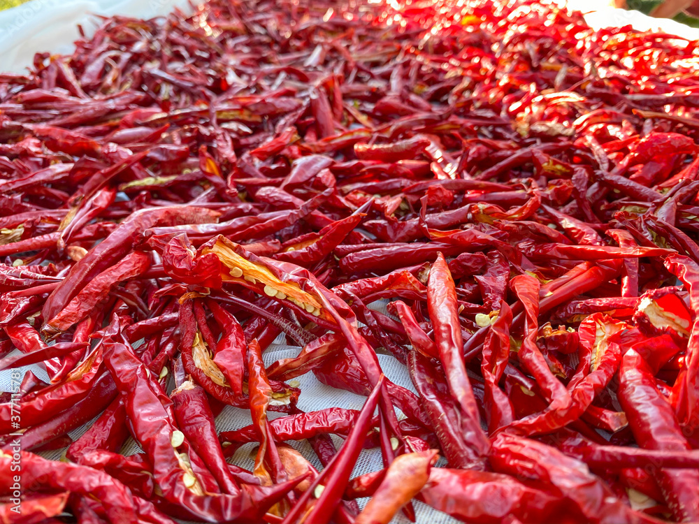 Fototapeta premium Dried red peppers on the table in the countryside. Red chili pepper
