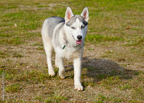 Miniature Siberian husky portrait.