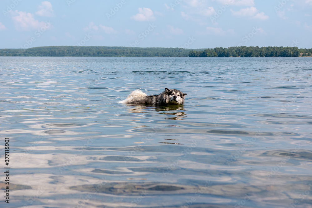Fototapeta premium Alaskan Malamute