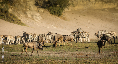 herd of wildebeest and zebra along the Boteti River Valley in Botswana