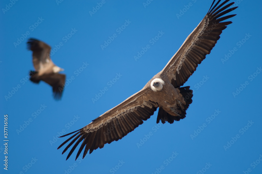 Fototapeta premium Griffon vultures Gyps fulvus in flight. Natural Park of the Mountains and Canyons of Guara. Huesca. Aragon. Spain.