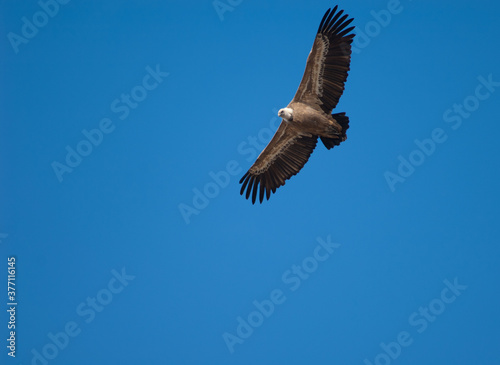 Griffon vulture Gyps fulvus in flight. Natural Park of the Mountains and Canyons of Guara. Huesca. Aragon. Spain.