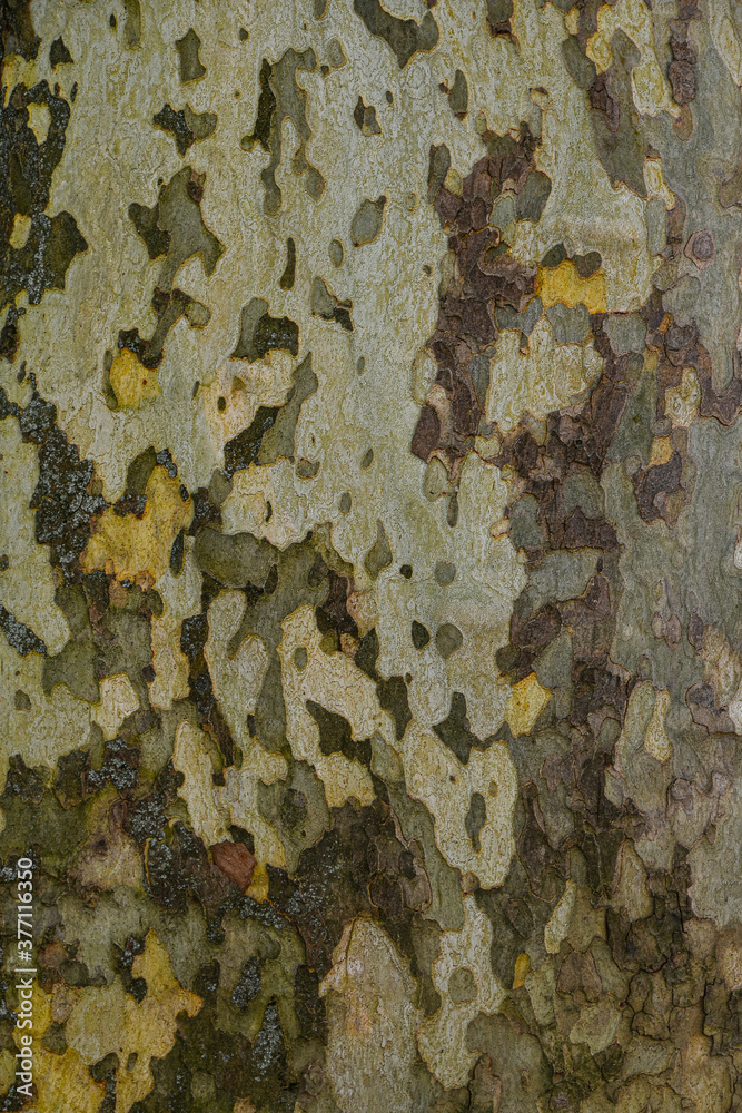Background pattern of plane sycamore bark
