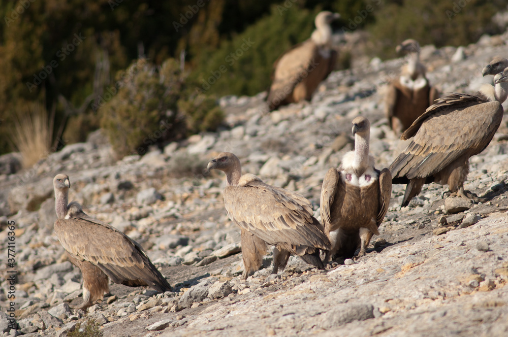 Fototapeta premium Griffon vultures Gyps fulvus. Natural Park of the Mountains and Canyons of Guara. Huesca. Aragon. Spain.