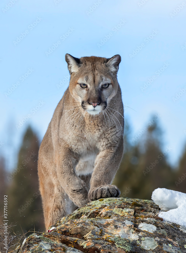 Cougar or Mountain lion (Puma concolor) on the prowl in the winter snow in  the U.S. Stock Photo | Adobe Stock