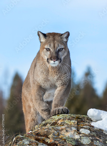 Obraz na plátně Cougar or Mountain lion (Puma concolor) on the prowl in the winter snow in the U