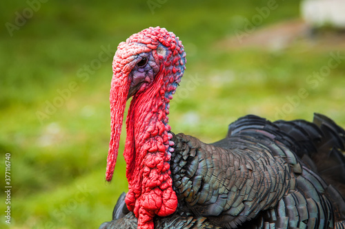 Turkey male or gobbler closeup on green grass background. Shot of Turkey or Gobbler on farm