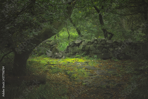 Swineholes Wood. Vibrant green moody, etheral UK forest woodland trees, and foliage.