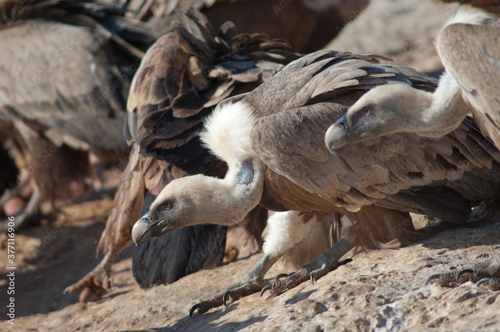 Fototapeta premium Griffon vultures Gyps fulvus. Natural Park of the Mountains and Canyons of Guara. Huesca. Aragon. Spain.