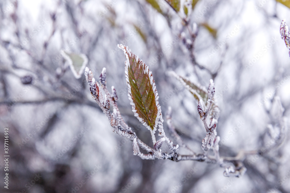 frost edged leaf