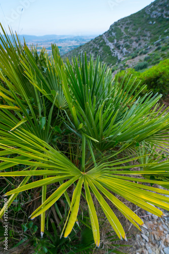 CHAMAEROPS - PALMITO (Chamaerops humilis), The Abrics de l'Ermita  Rock Art, Ulldecona Village, Terres de l'Ebre, Tarragona, Catalunya, Spain photo