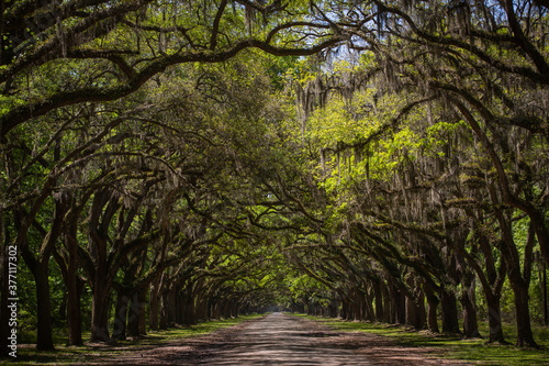 A gorgeous long tree tunnel road lined with ancient live oak trees draped in spanish moss. Seen at Wormsloe Historic Site known also as Wormsloe Plantation, near Savannah, Georgia photo