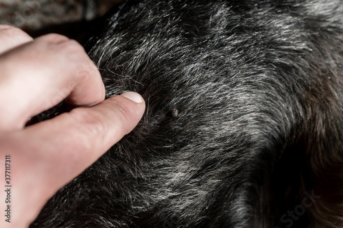 Tick insect parasite attacking dog. Tick in the dog's fur