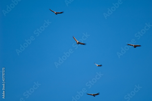 Griffon vultures Gyps fulvus in flight over the Guara mountains.