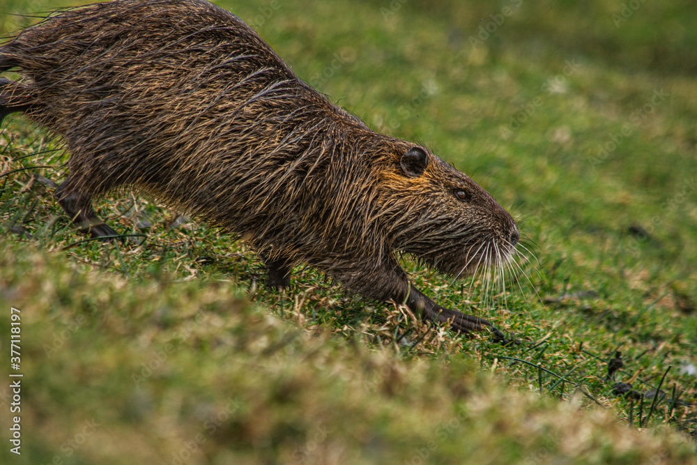 Coipo - Myocastor coypus - mammal Coipo - Myocastor coypus - mammal