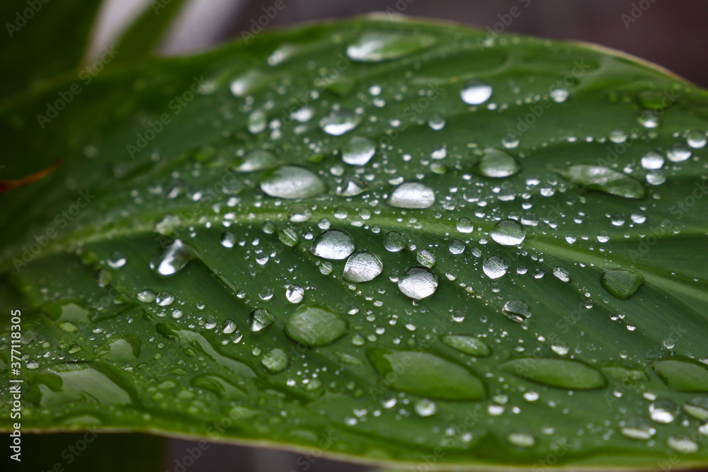 Close up raindrops or dew on green leaf Close up raindrops or dew on green leaf