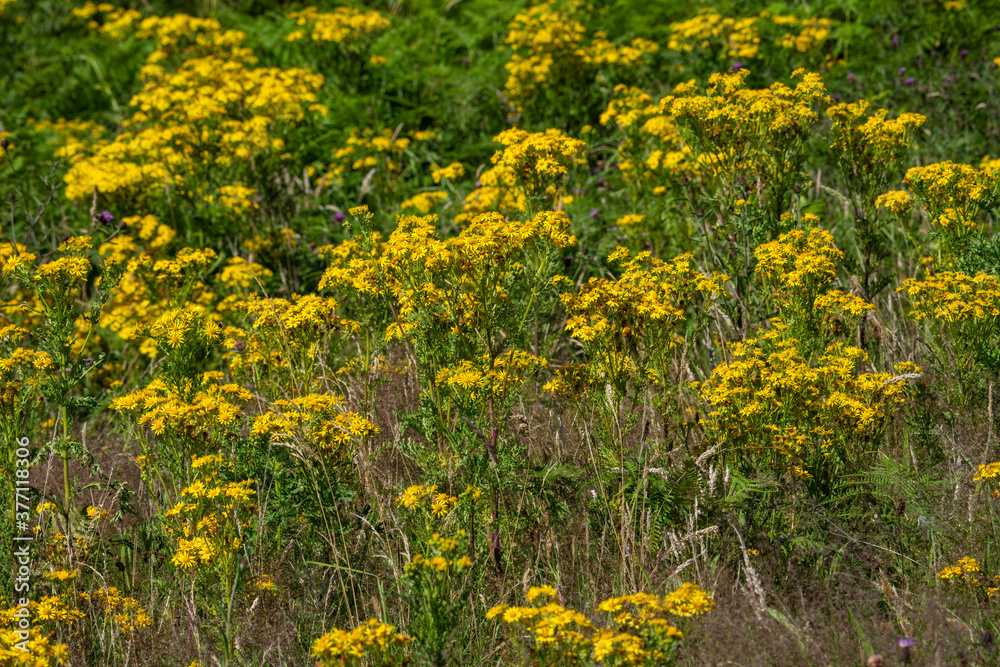Obraz premium Common ragwort (Jacobaea vulgaris) a yellow flower weed wildflower poisonous to horses also known as stinking willie or tansy ragwort stock photo image