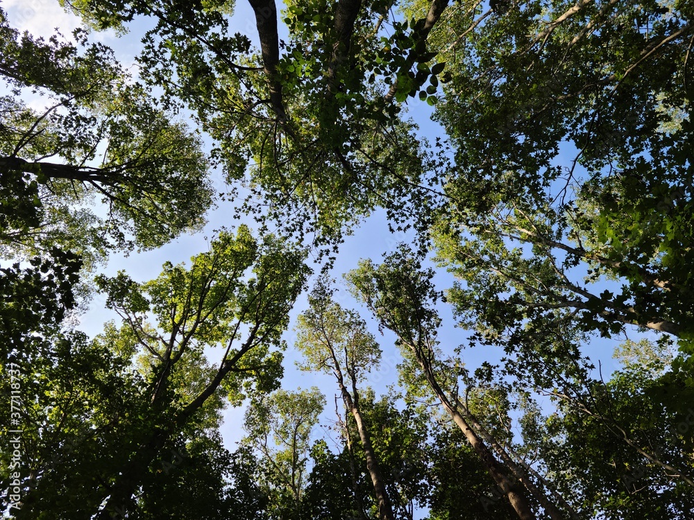Obraz premium trees and sky