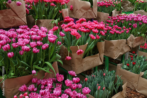 Fototapeta Naklejka Na Ścianę i Meble -  Close up tulip flowers in greenhouse