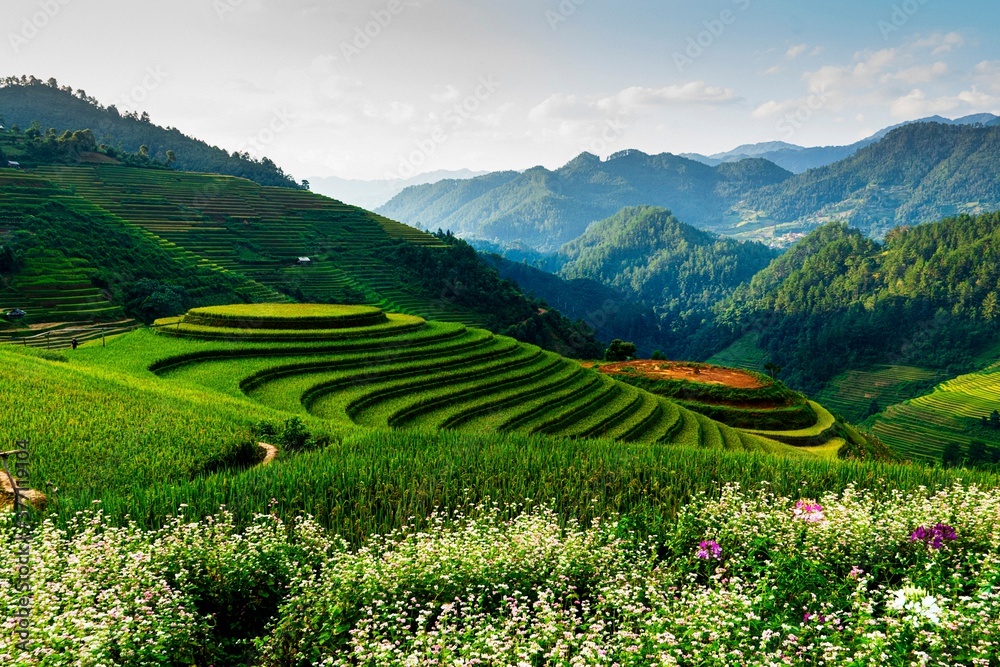 Raspberry-shaped terraces in Mu cang Chai Raspberry-shaped terraces in Mu cang Chai