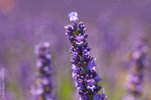 Close up purple lavender flowers